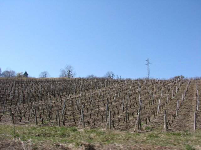 Winnice