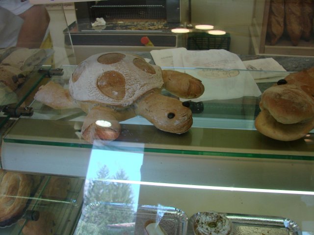 Żółw prowansalski