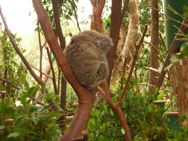 Koala